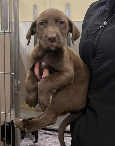 adopt a labrador retriever denver.